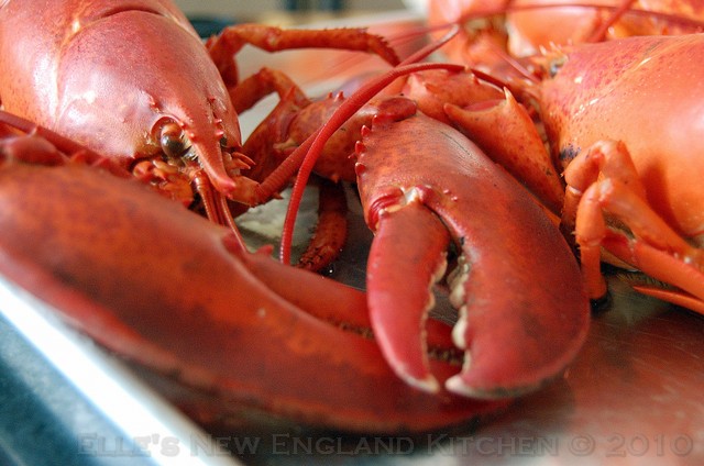 Maine-lobster