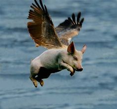 Food News:   Pigs Seem to be Flying in China for Profit and Amusement